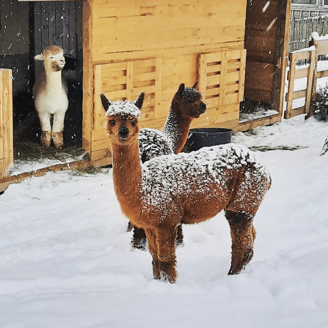 Alpaca Hike in Winter Salzburg Seenland